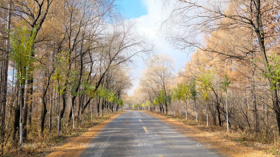 a road in autumn