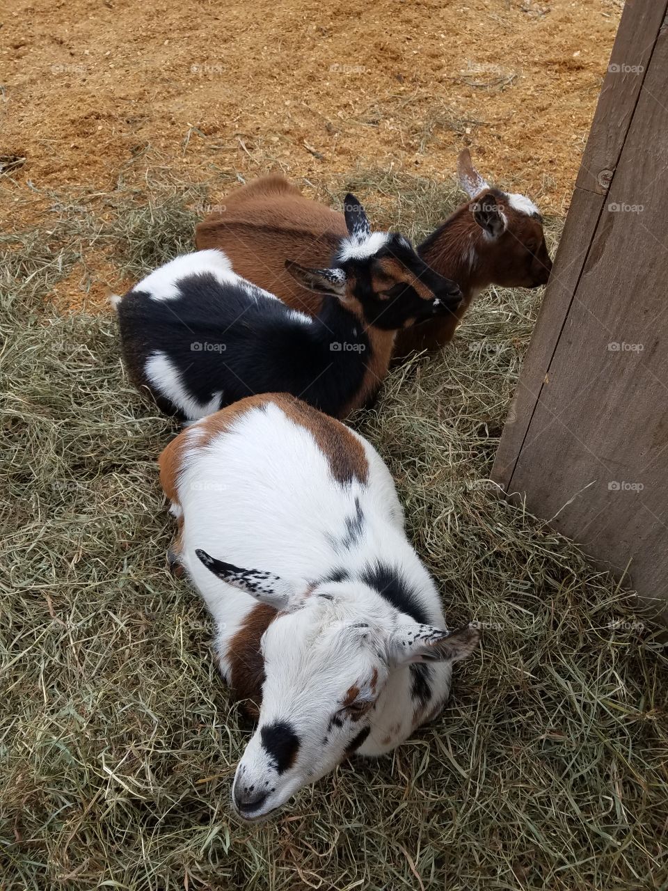 lazy goats