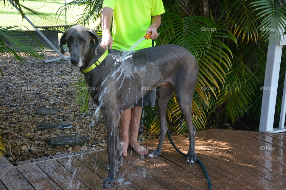 My son washing our big blue Great Dane 