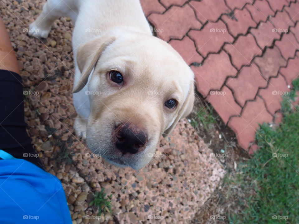 Puppy labrador looking at camera