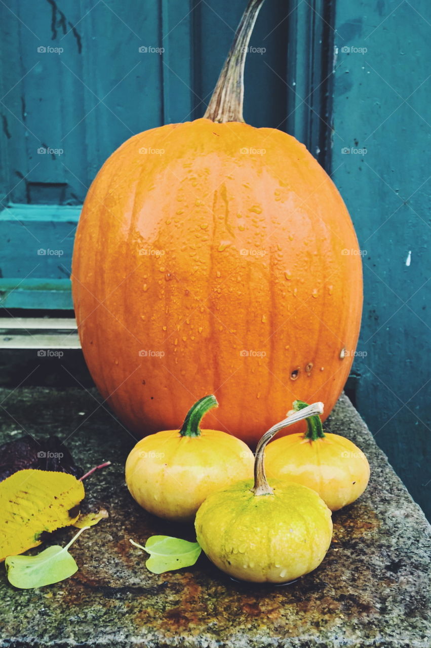 Close-up of pumpkins