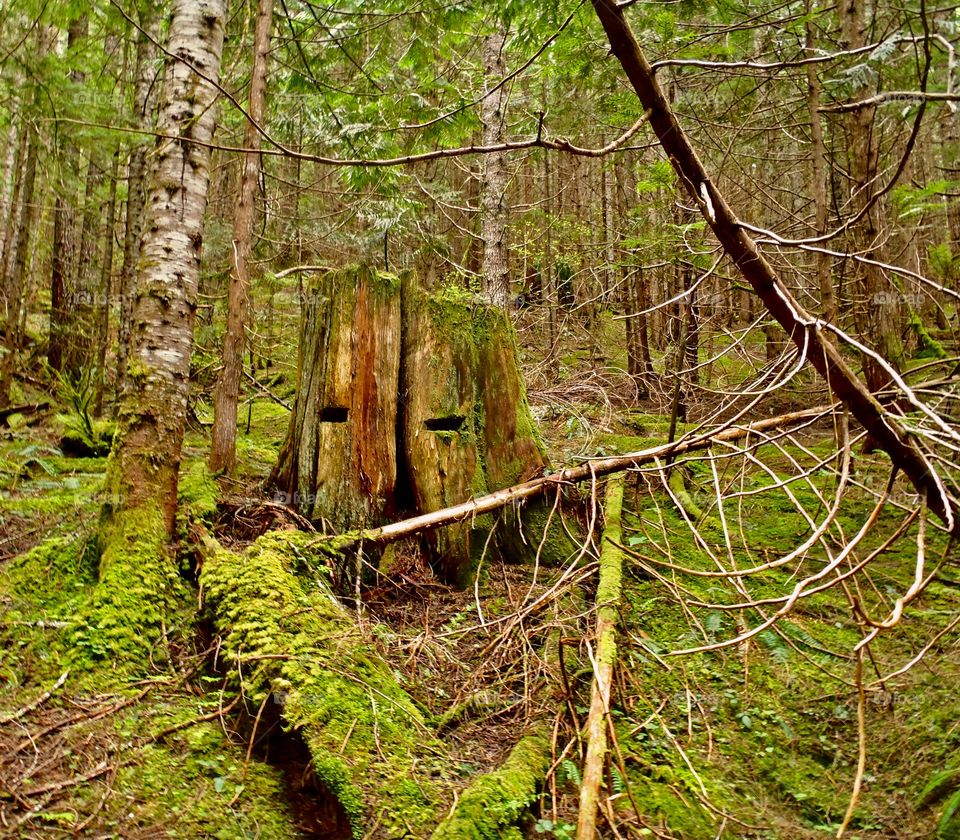Old stump with notches in it from logging