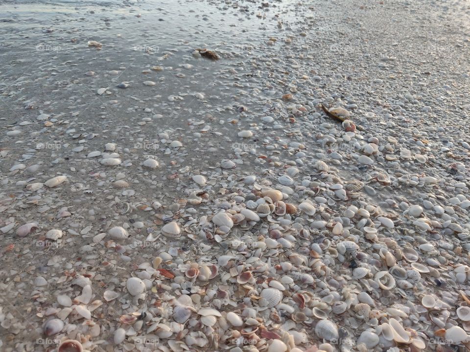 Beaches of shells on Sanibel Island Florida