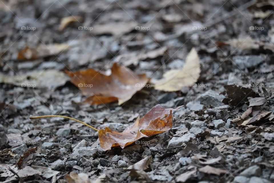 Three leafs among a million 