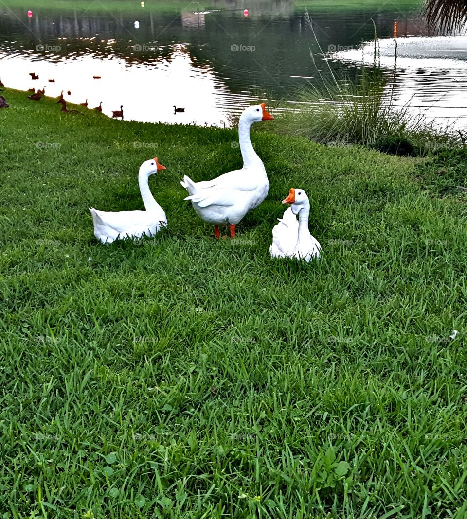 The 3 Swan