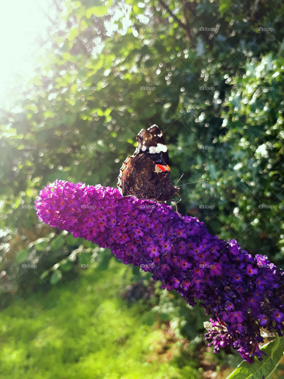Red Admiral Butterfly on Budlia