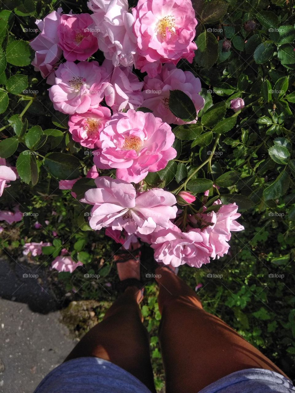 summer city rose flowers and female legs top view