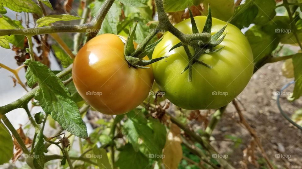 Growing tomatoes