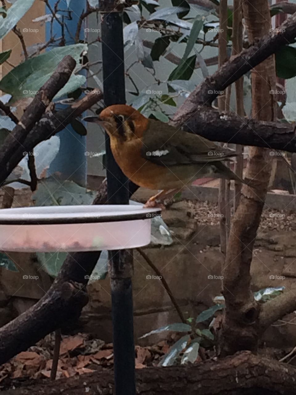 Pretty bird at london zoo