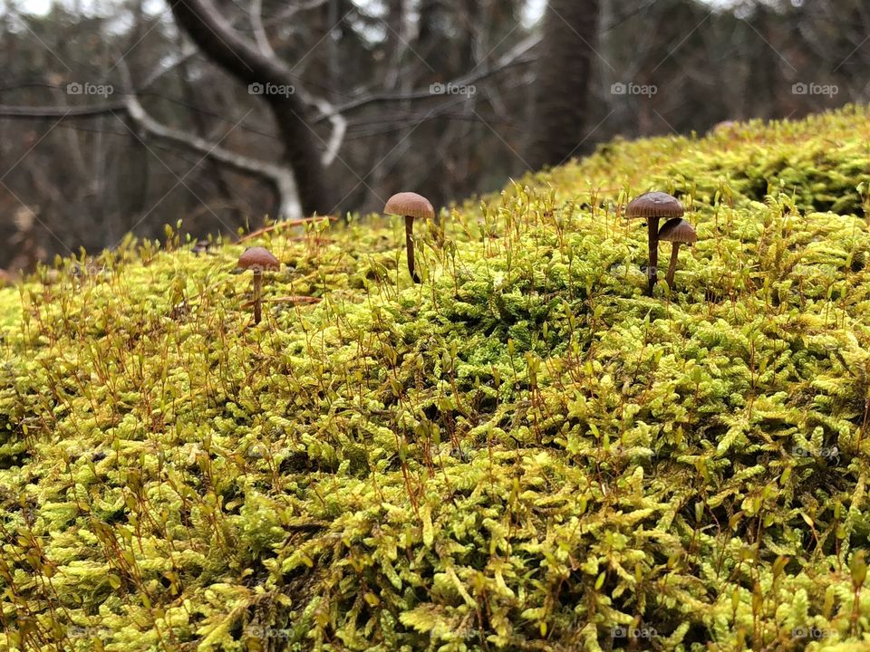 Little mushrooms