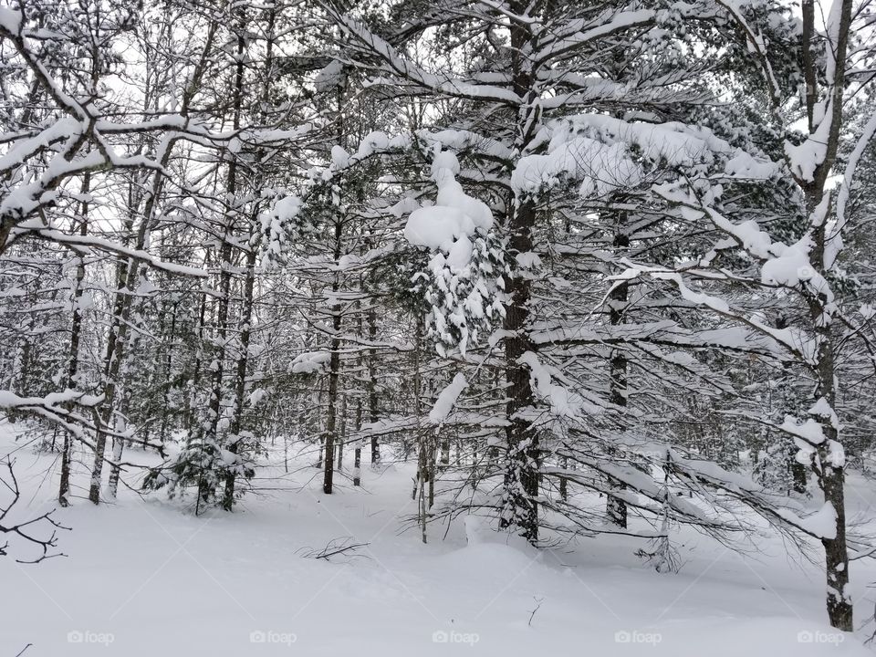 Snowshoeing Adventure in Sand Lakes Quiet Area