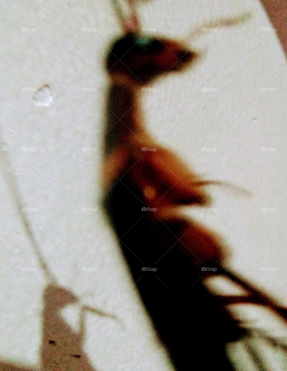 cockroach shadow