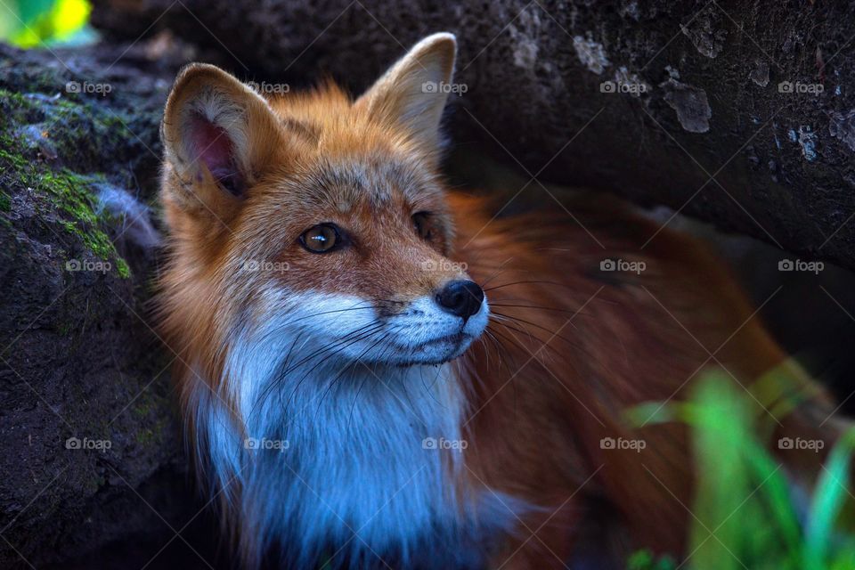 Beautiful red fox in the forest