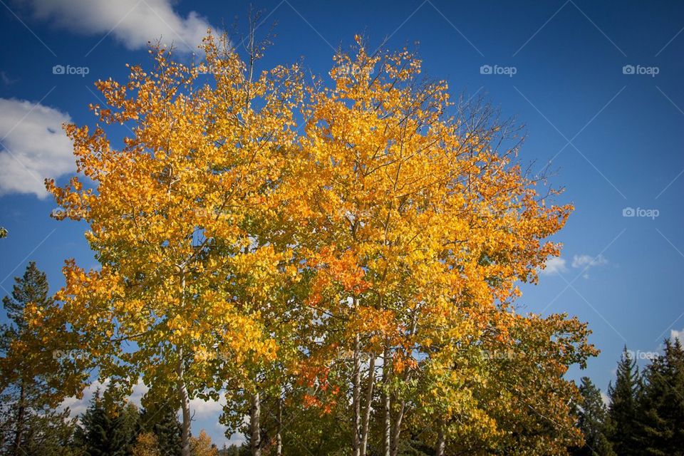 Aspens