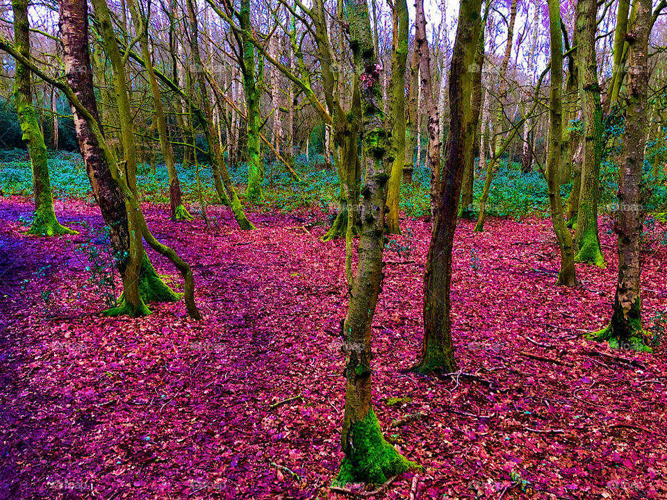 Enchanted colourful forest. Beautiful colours of pink and green 