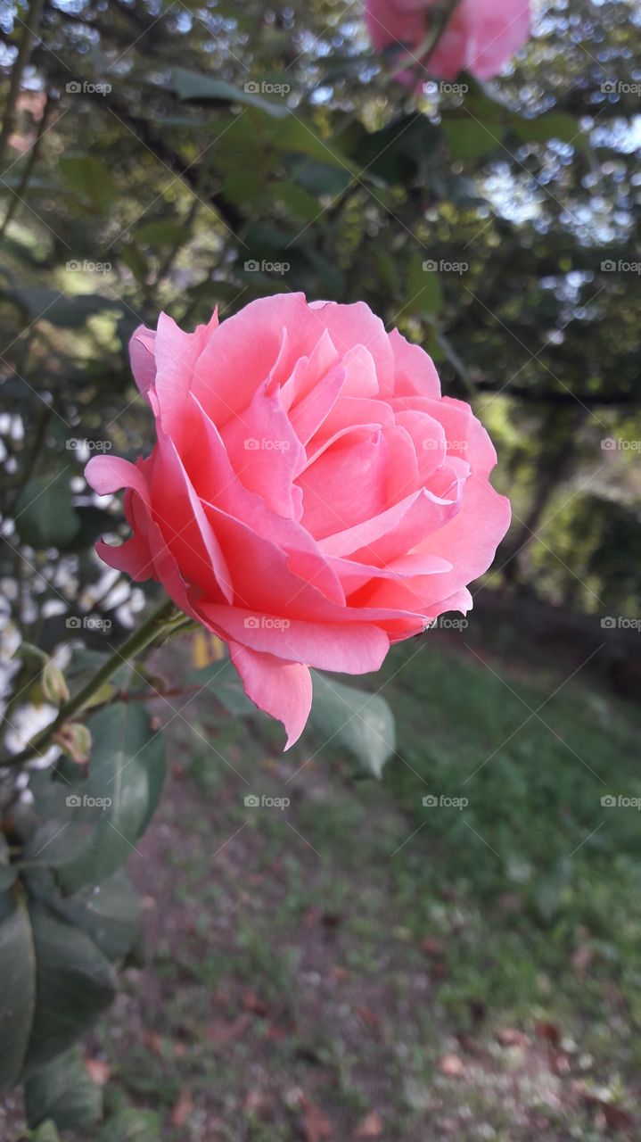 Rose. Beautiful.
