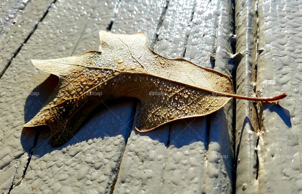 leaf with dew on deck early morning.