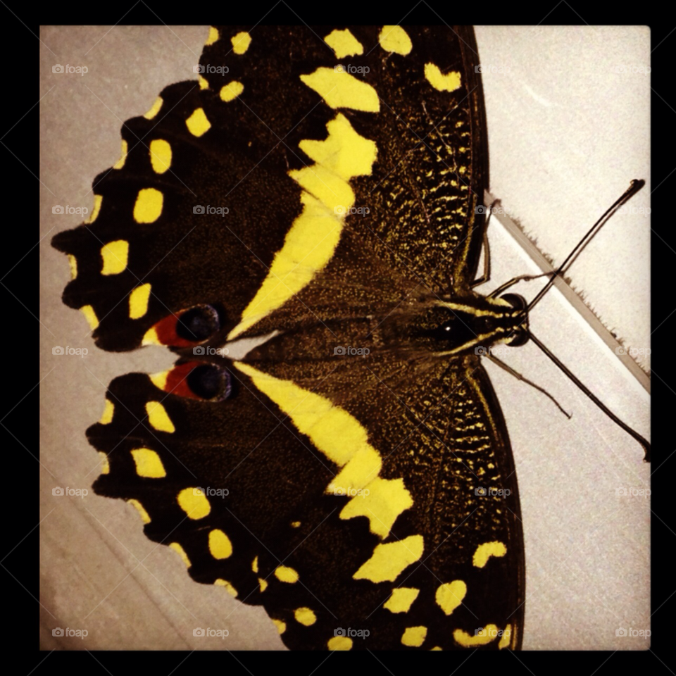 butterfly yellow markings by braveheart121