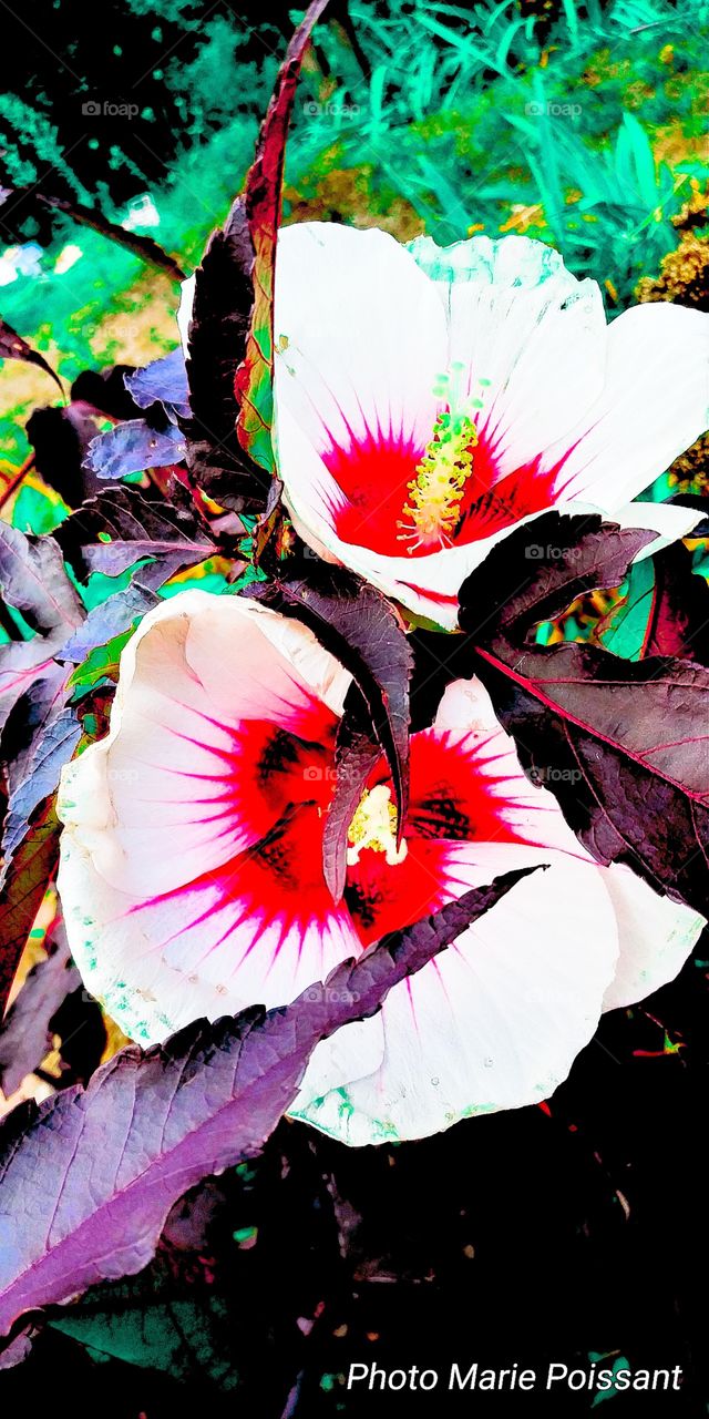 hibiscus in bloom