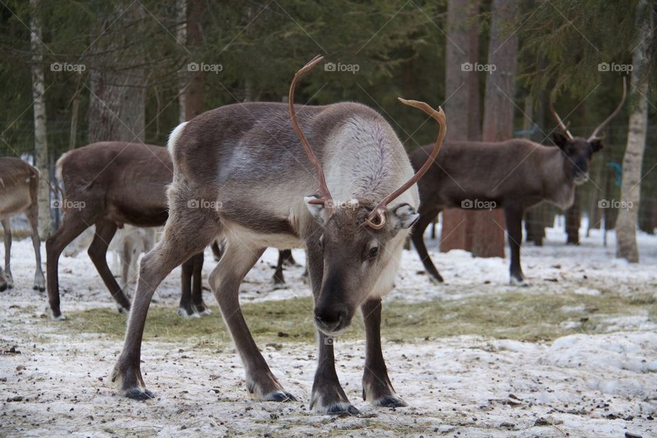 Reindeer herd in forest