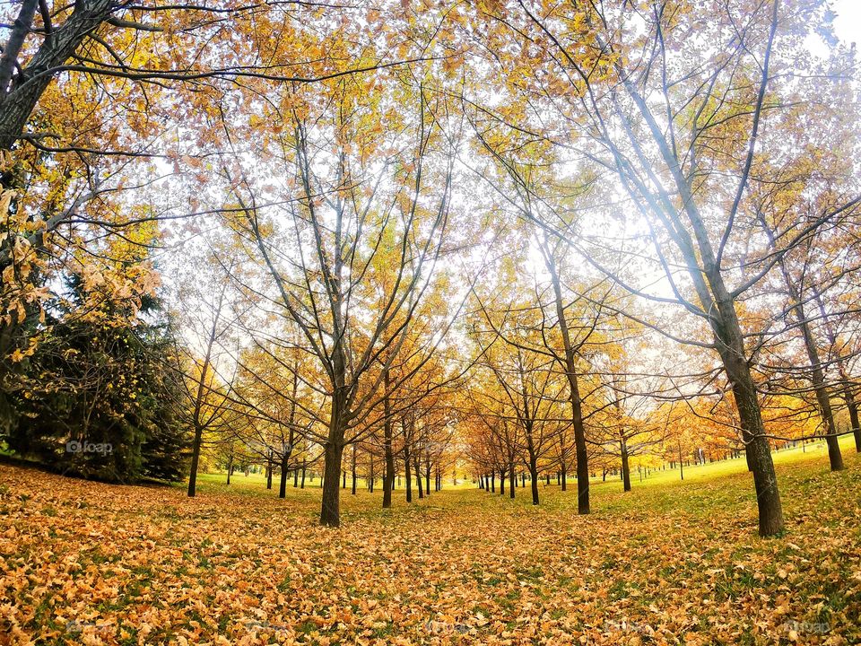 Yellow autumn 