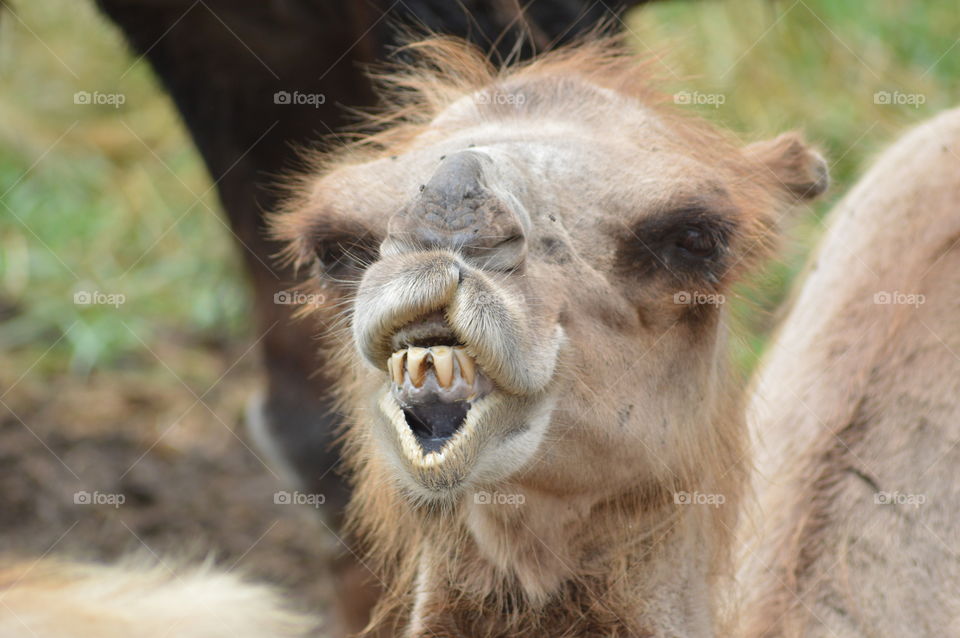 Smiling Camel