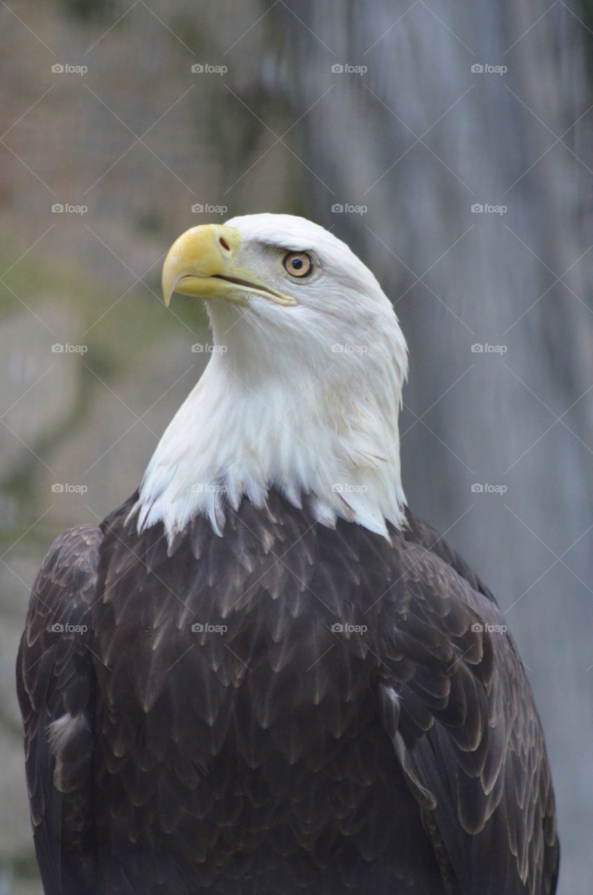 bird predator hawk eagle by CatherineGillam1984