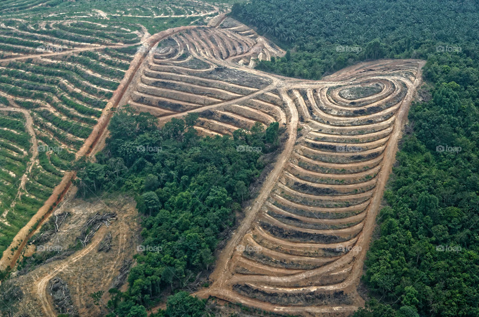 Intricate patterns made in land being prepared for oil palm replanting