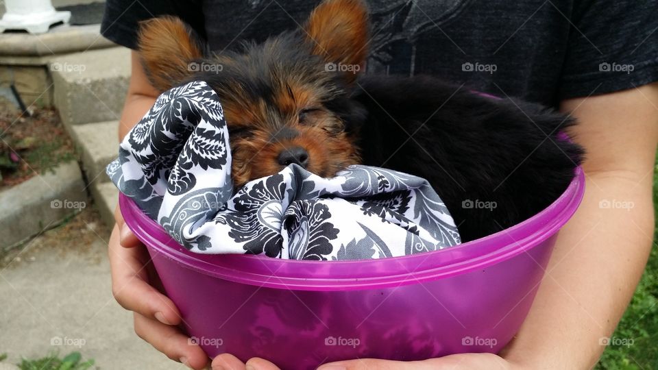 Everyone needs a puppy sleeping in a bowl