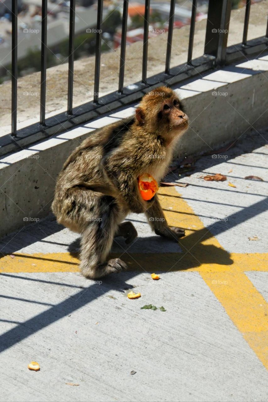 Close-up of a Barbary macaque with fruit in hand in the city