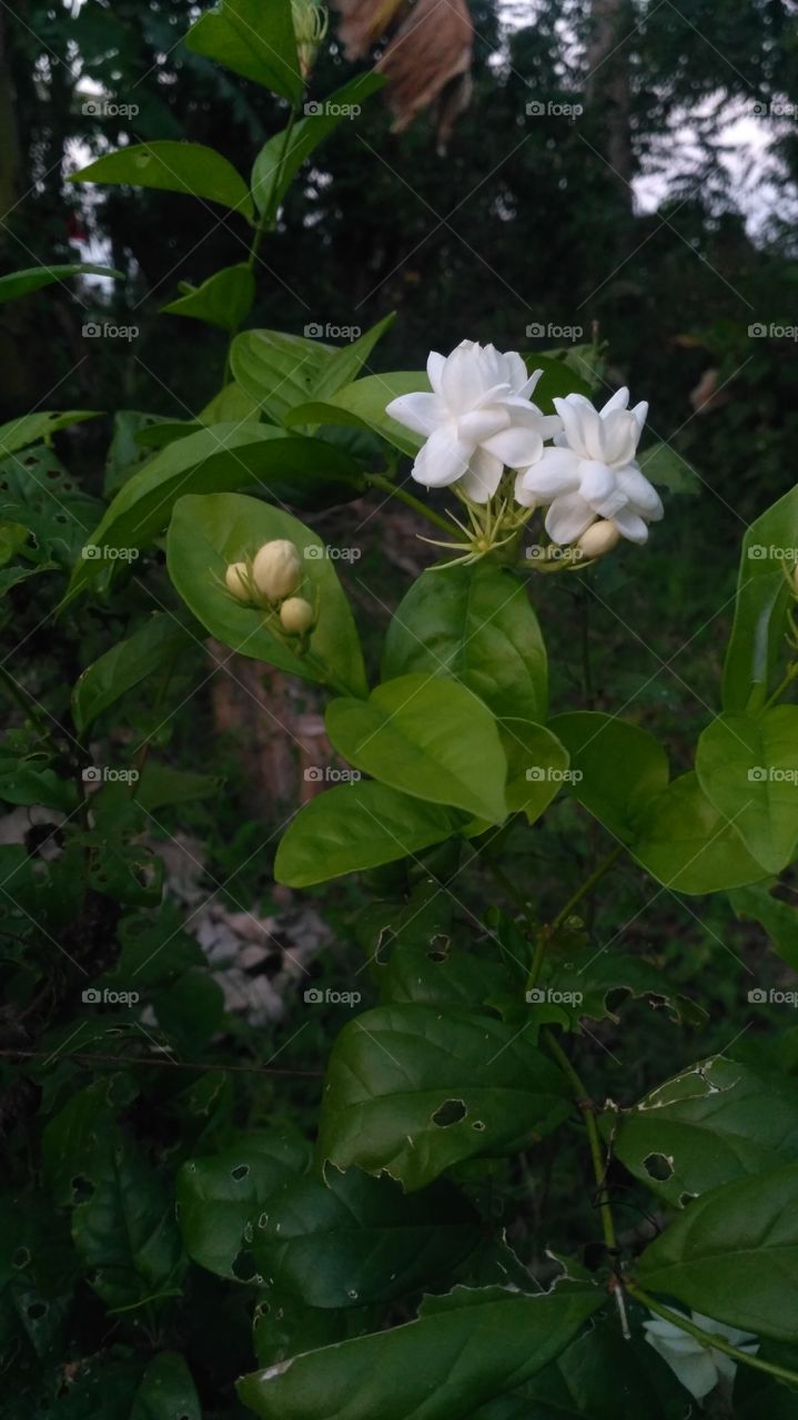 Jasminum sambac is a small shrub or vine growing up to 0.5 to 3 m in height. It is widely cultivated for its attractive and sweetly fragrantflowers. The flowers may be used as a fragrant ingredient in perfumes and jasmine tea.