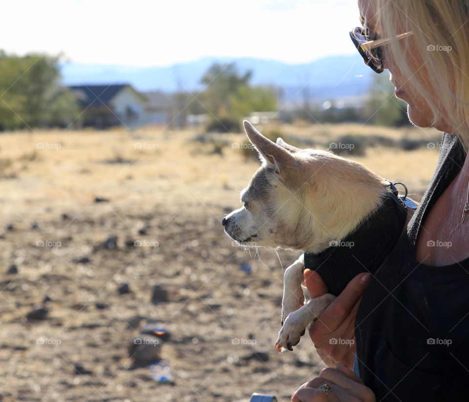 Chihuahua in owner's arms 