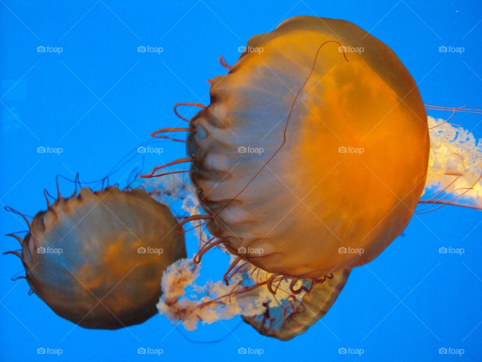 Jellyfish