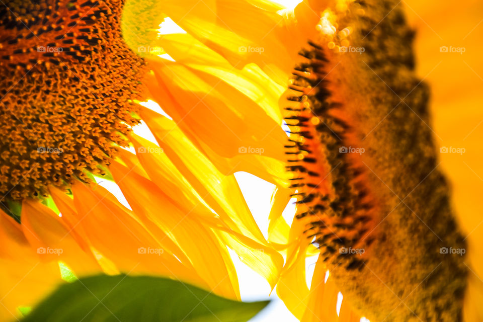 Sunflowers Abstract
