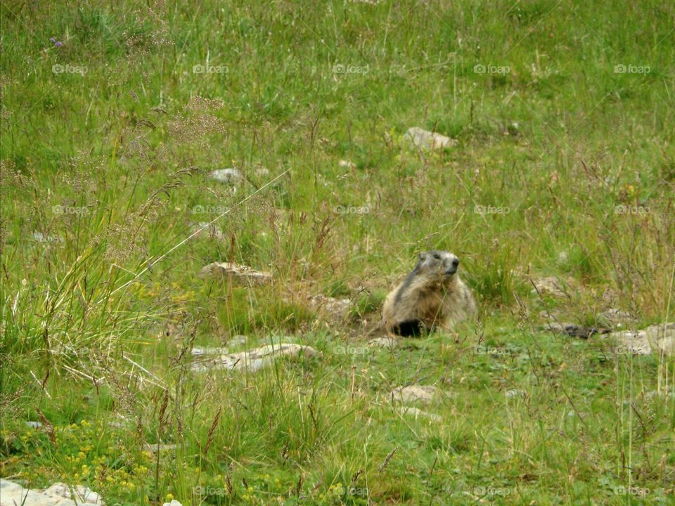 Marmot in Venosc in France