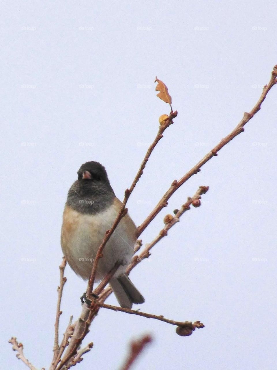 A small junco bird. 