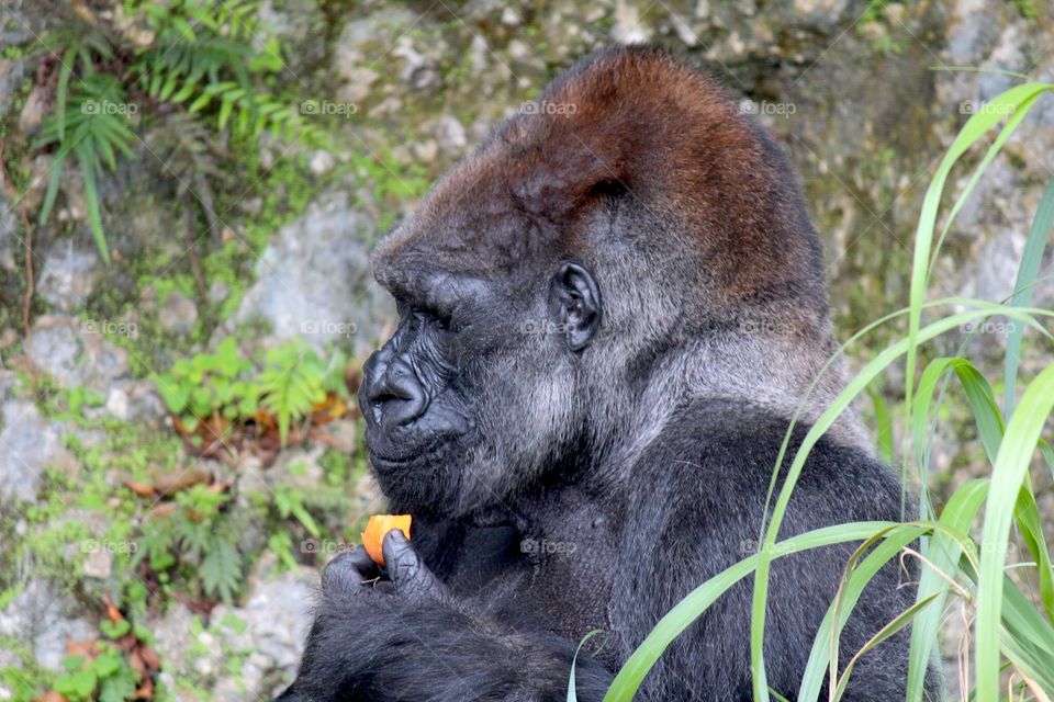 Gorilla eating