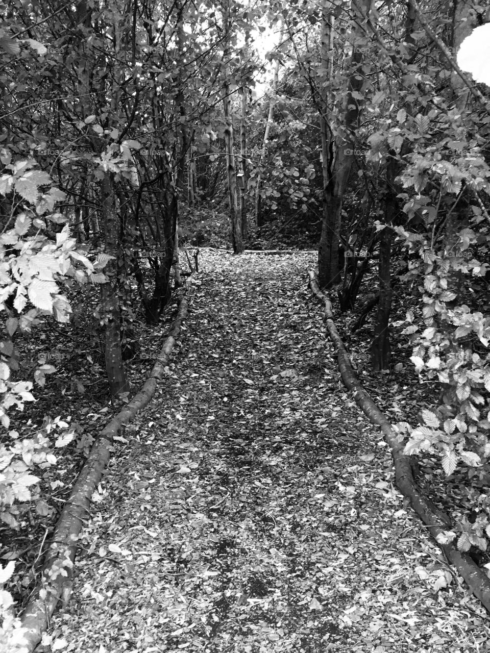 Captured whilst taking a walk through an ‘Enchanted Fairy Village’ in Kent. I love the way the Autumn leaves add a multitude of different shades which prettily light the path to be followed.