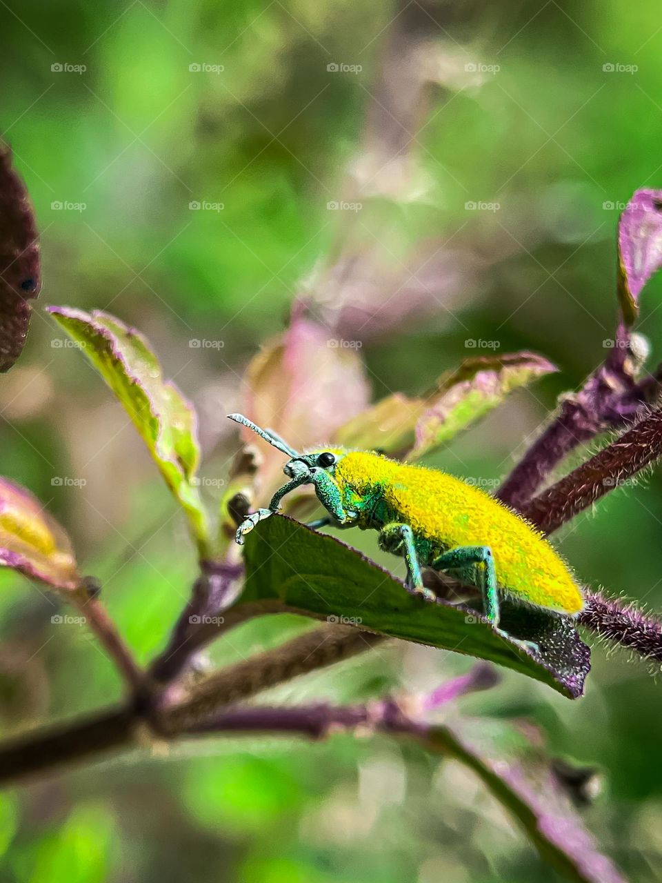 Gold dust weevil beetle on a plant with blurry background. Macro photography 