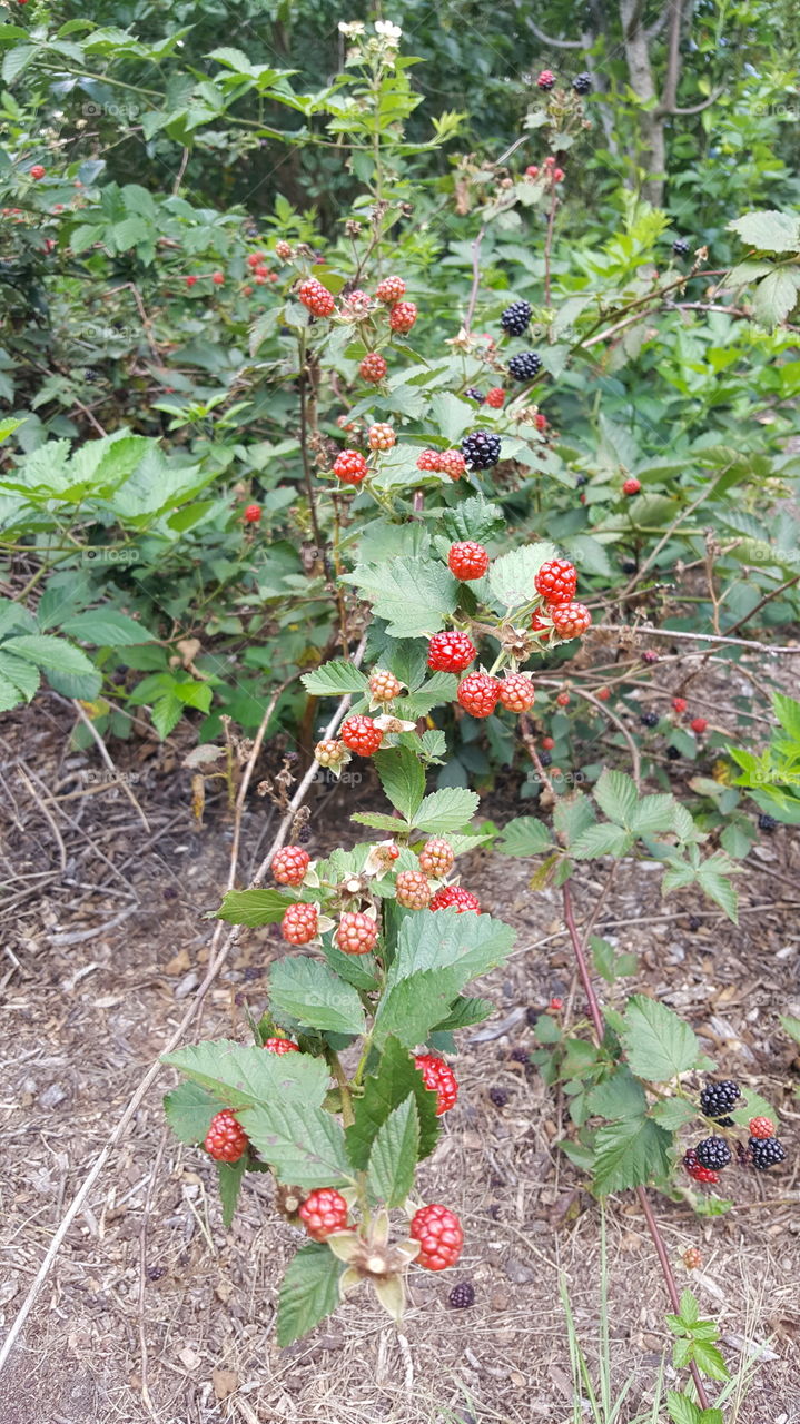 Blackberries