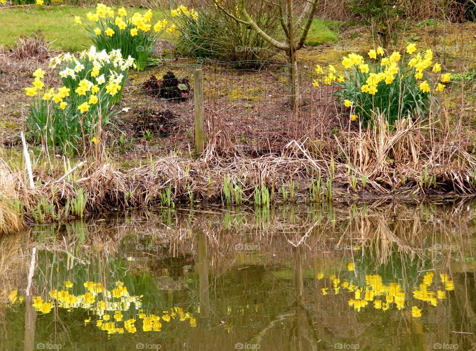 Spring blossom