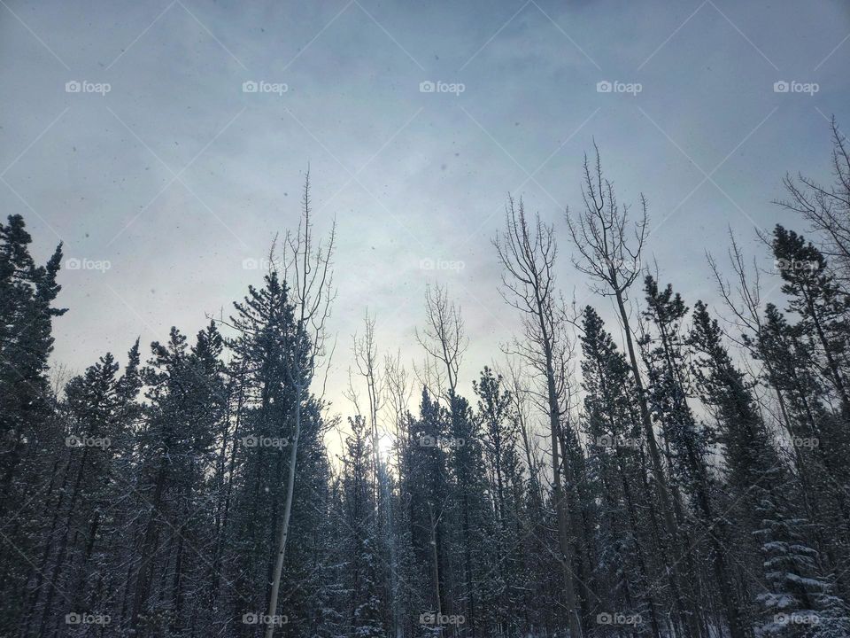 Looking up at the forest