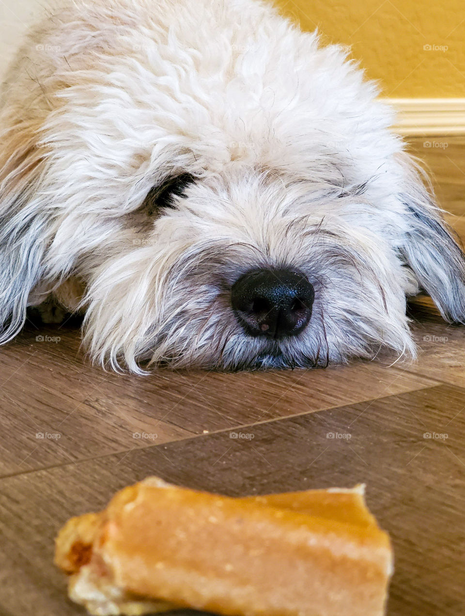 Temptation exists for a very tired puppy, staring at a bone just barely out of reach