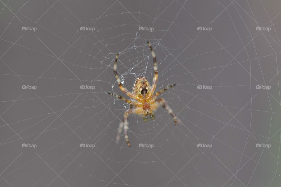 Spider On Cobweb