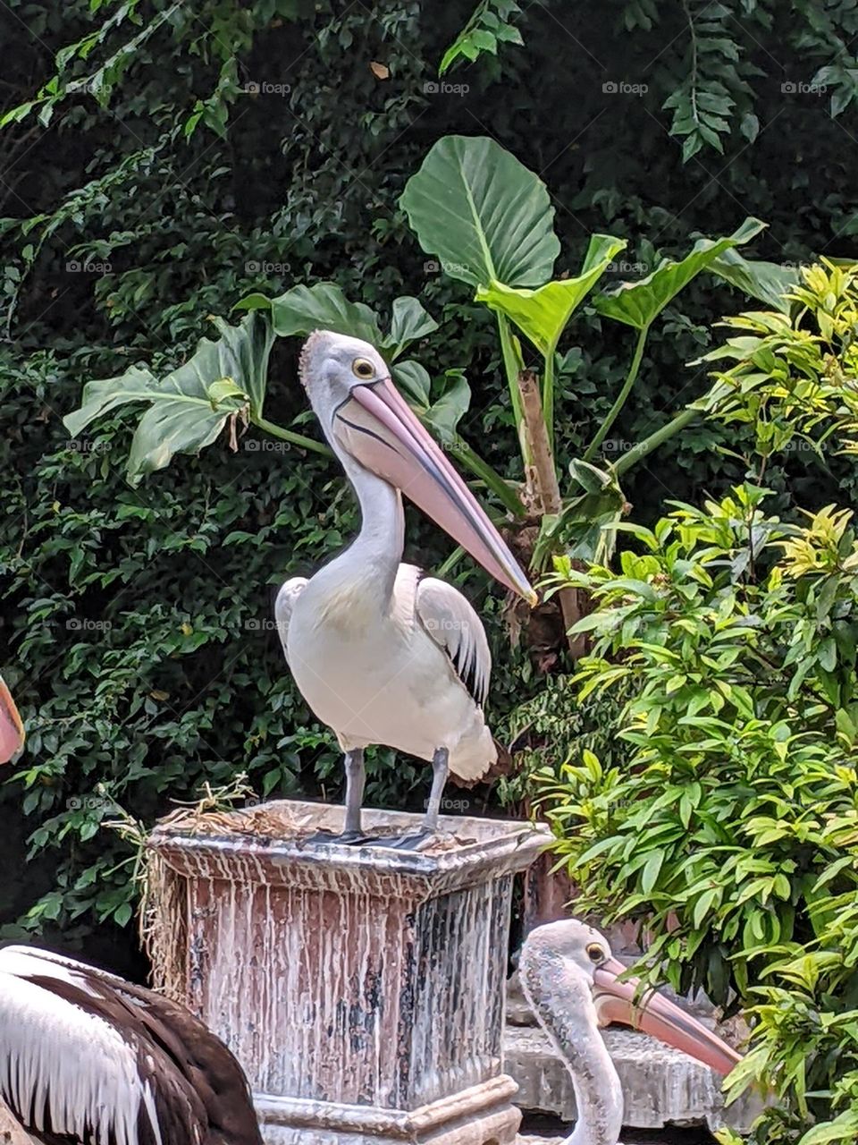 pelicans