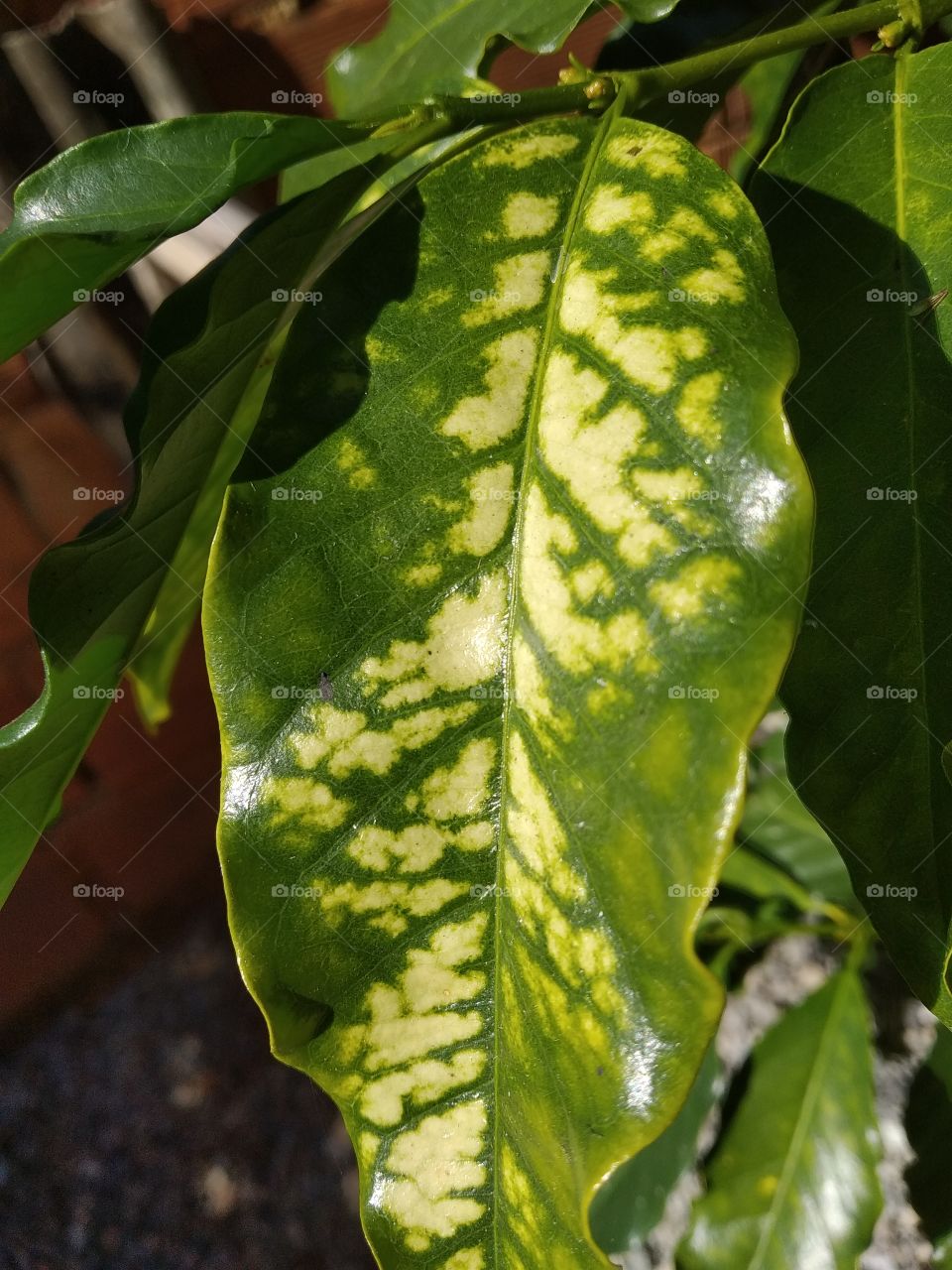 green and yellow coffee leaf food by caterpillar