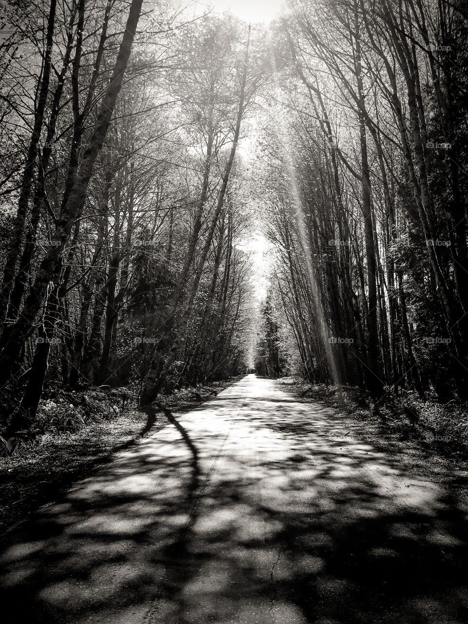 B&W of an old logging road. The sun pierced through the heavy canopy creating sunbeams, beautiful dappled light, & dark dramatic shadows. One shadow looks like a man crossing the road on long bent legs.  