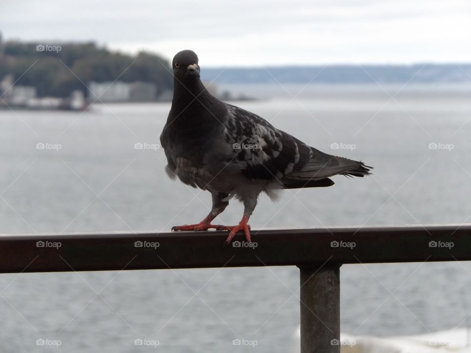 Pigeon 