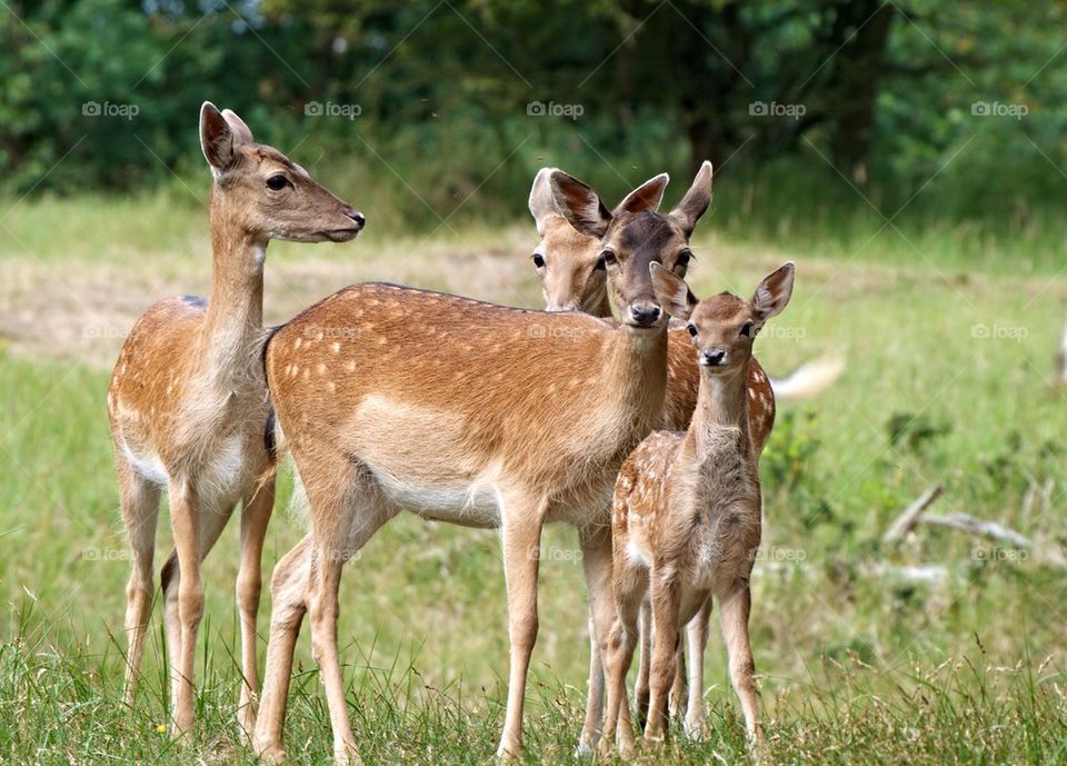 Deer with young ones