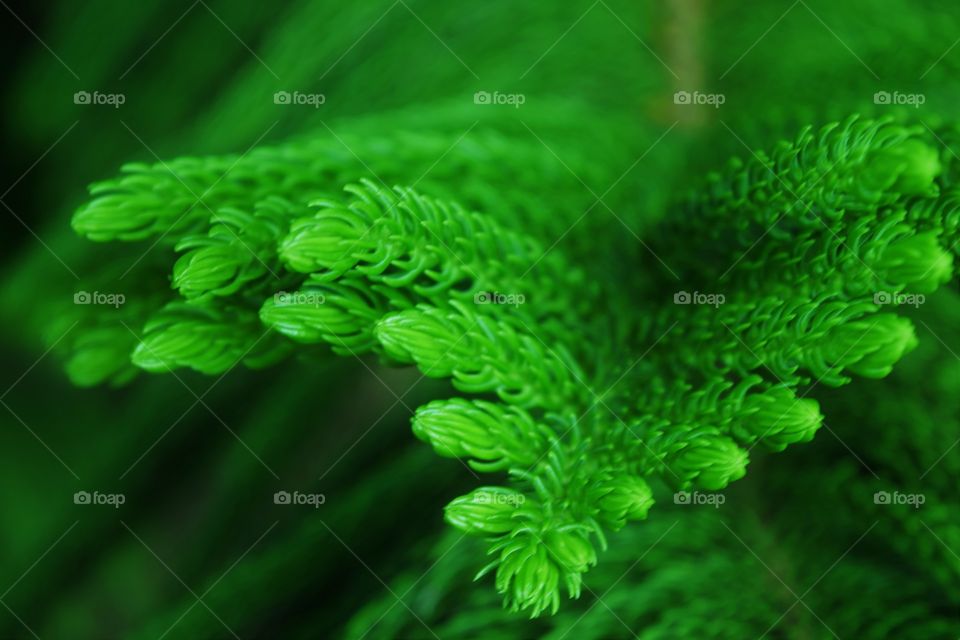 Close-up of green pine leaf